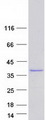 CNN2 Protein - Purified recombinant protein CNN2 was analyzed by SDS-PAGE gel and Coomassie Blue Staining