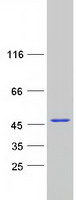 CNN3 Protein - Purified recombinant protein CNN3 was analyzed by SDS-PAGE gel and Coomassie Blue Staining