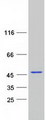 CNN3 Protein - Purified recombinant protein CNN3 was analyzed by SDS-PAGE gel and Coomassie Blue Staining