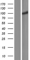 CNNM2 Protein - Western validation with an anti-DDK antibody * L: Control HEK293 lysate R: Over-expression lysate
