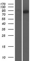CNNM4 Protein - Western validation with an anti-DDK antibody * L: Control HEK293 lysate R: Over-expression lysate