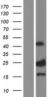 CNO Protein - Western validation with an anti-DDK antibody * L: Control HEK293 lysate R: Over-expression lysate