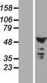 CNOT11 / C2orf29 Protein - Western validation with an anti-DDK antibody * L: Control HEK293 lysate R: Over-expression lysate