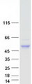 CNOT11 / C2orf29 Protein - Purified recombinant protein CNOT11 was analyzed by SDS-PAGE gel and Coomassie Blue Staining