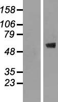 CNOT2 Protein - Western validation with an anti-DDK antibody * L: Control HEK293 lysate R: Over-expression lysate