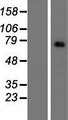 CNOT4 / CLONE243 Protein - Western validation with an anti-DDK antibody * L: Control HEK293 lysate R: Over-expression lysate