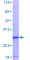 CNOT4 / CLONE243 Protein - 12.5% SDS-PAGE Stained with Coomassie Blue.