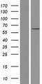 CNOT6 Protein - Western validation with an anti-DDK antibody * L: Control HEK293 lysate R: Over-expression lysate