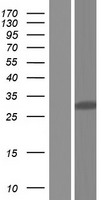 CNOT7 Protein - Western validation with an anti-DDK antibody * L: Control HEK293 lysate R: Over-expression lysate