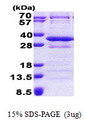 CNOT8 Protein