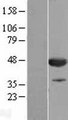 CNPase Protein - Western validation with an anti-DDK antibody * L: Control HEK293 lysate R: Over-expression lysate