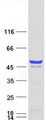 CNPase Protein - Purified recombinant protein CNP was analyzed by SDS-PAGE gel and Coomassie Blue Staining