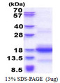 CNPY1 Protein