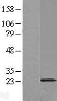 Cnpy2 / TMEM4 Protein - Western validation with an anti-DDK antibody * L: Control HEK293 lysate R: Over-expression lysate