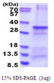 CNPY4 Protein