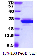 CNRIP1 Protein