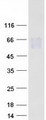 CNTFR Protein - Purified recombinant protein CNTFR was analyzed by SDS-PAGE gel and Coomassie Blue Staining