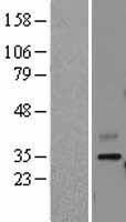 CNTN4 Protein - Western validation with an anti-DDK antibody * L: Control HEK293 lysate R: Over-expression lysate