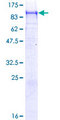CNTN4 Protein - 12.5% SDS-PAGE of human CNTN4 stained with Coomassie Blue
