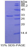 CNTN4 Protein - Recombinant Contactin 4 By SDS-PAGE