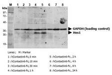 CNTN6 / Contactin 6 Protein - Induction of Hes-1 with the treatment of hContactin-6-Fc. A mouse preadpipocyte cell line, 3T3L1, was stimulated with 5 ug/ml of hContactin-6-Fc as in indicated time points and each cell lysate was prepared and subjected to western blot by using anti-mouse Hes1 or GAPDH.