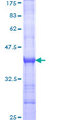 CNTNAP1 / CASPR / p190 Protein - 12.5% SDS-PAGE Stained with Coomassie Blue.