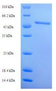 CNTNAP1 / CASPR / p190 Protein