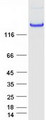 CNTNAP2 / CASPR2 Protein - Purified recombinant protein CNTNAP2 was analyzed by SDS-PAGE gel and Coomassie Blue Staining