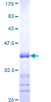 CNTNAP4 / CASPR4 Protein - 12.5% SDS-PAGE Stained with Coomassie Blue.