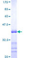 CNTNAP4 / CASPR4 Protein - 12.5% SDS-PAGE Stained with Coomassie Blue.