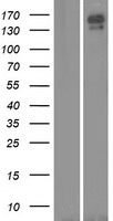 CNTNAP5 Protein - Western validation with an anti-DDK antibody * L: Control HEK293 lysate R: Over-expression lysate