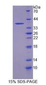 CNTNAP5 Protein - Recombinant Contactin Associated Protein Like Protein 5 (CNTNAP5) by SDS-PAGE