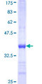 CNTNAP5 Protein - 12.5% SDS-PAGE Stained with Coomassie Blue.