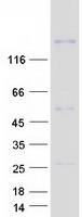 CNTNAP5 Protein - Purified recombinant protein CNTNAP5 was analyzed by SDS-PAGE gel and Coomassie Blue Staining