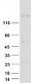CNTNAP5 Protein - Purified recombinant protein CNTNAP5 was analyzed by SDS-PAGE gel and Coomassie Blue Staining