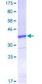 CO-029 / TSPAN8 Protein - 12.5% SDS-PAGE Stained with Coomassie Blue.