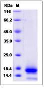 CO-029 / TSPAN8 Protein