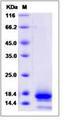 CO-029 / TSPAN8 Protein