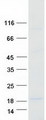 COA5 / C2orf64 Protein - Purified recombinant protein COA5 was analyzed by SDS-PAGE gel and Coomassie Blue Staining