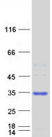 COA7 / SELRC1 Protein - Purified recombinant protein COA7 was analyzed by SDS-PAGE gel and Coomassie Blue Staining