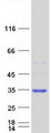 COA7 / SELRC1 Protein - Purified recombinant protein COA7 was analyzed by SDS-PAGE gel and Coomassie Blue Staining