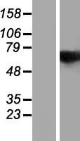 COAA / RBM14 Protein - Western validation with an anti-DDK antibody * L: Control HEK293 lysate R: Over-expression lysate