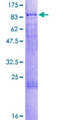 COAA / RBM14 Protein - 12.5% SDS-PAGE of human RBM14 stained with Coomassie Blue