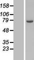 COG6 Protein - Western validation with an anti-DDK antibody * L: Control HEK293 lysate R: Over-expression lysate