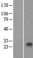 COL10A1 / Collagen X Protein - Western validation with an anti-DDK antibody * L: Control HEK293 lysate R: Over-expression lysate