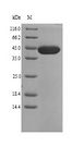 COL11A1 / Collagen XI Alpha 1 Protein - (Tris-Glycine gel) Discontinuous SDS-PAGE (reduced) with 5% enrichment gel and 15% separation gel.