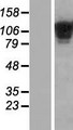 COL19A1 / Collagen XIX Protein - Western validation with an anti-DDK antibody * L: Control HEK293 lysate R: Over-expression lysate