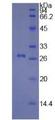 COL1A1 / Collagen I Alpha 1 Protein - Recombinant  Collagen Type I Alpha 1 By SDS-PAGE