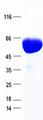 COL1A1 / Collagen I Alpha 1 Protein