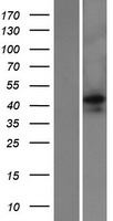 COL26A1 / EMID2 Protein - Western validation with an anti-DDK antibody * L: Control HEK293 lysate R: Over-expression lysate